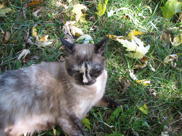 Simon - 4
