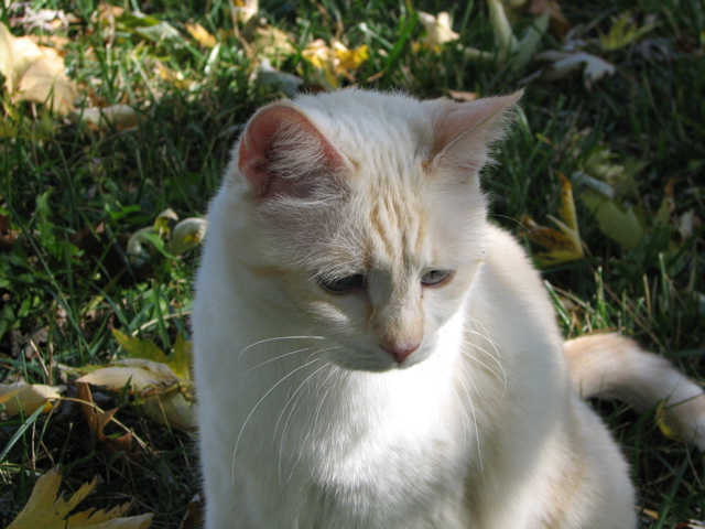 Wyatt - 7