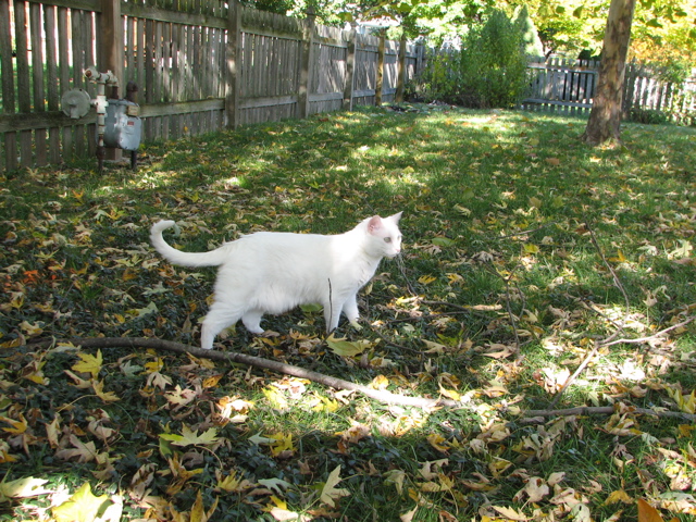 Casper - 2