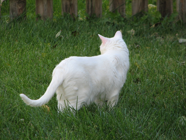 Casper - 3