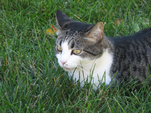 Sally - 4