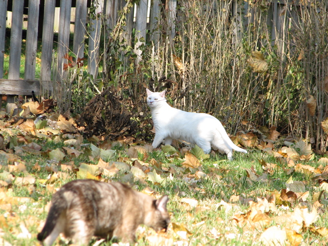 Casper - 4