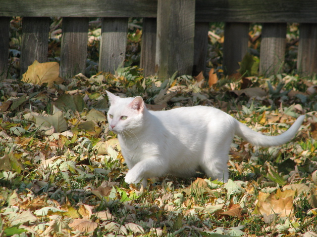 Casper - 7