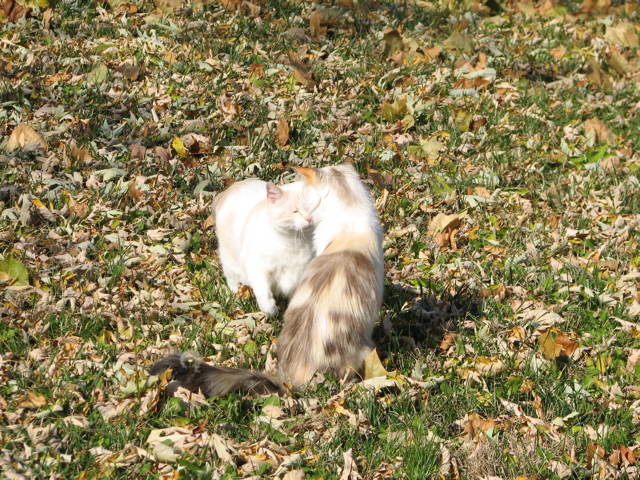 IMG_4566.JPG