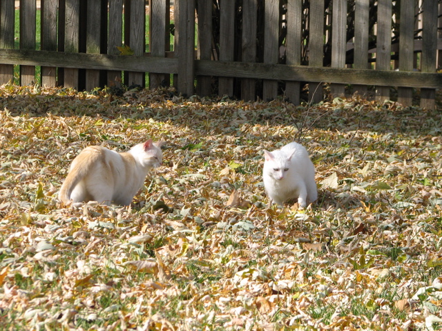 Wyatt & Casper