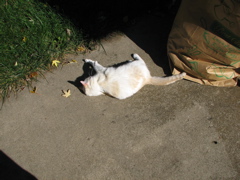 Wyatt - 3
