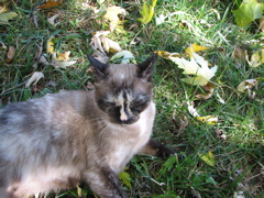 Simon - 4