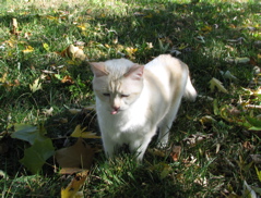 Wyatt - 5