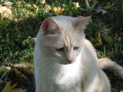 Wyatt - 7