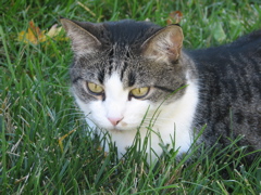 Sally - 2