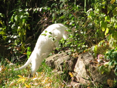 Casper - 1