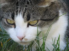 Sally - 3