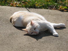 Wyatt - 11