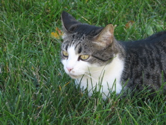 Sally - 4