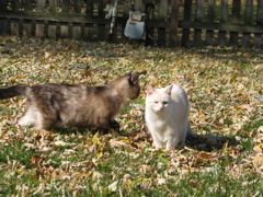 Simon & Wyatt - 2