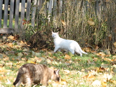 Casper - 4