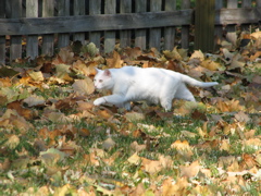 Casper - 5