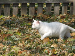 Casper - 6