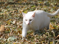 Casper - 8