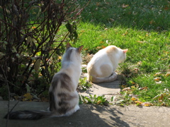 Magellan & Wyatt