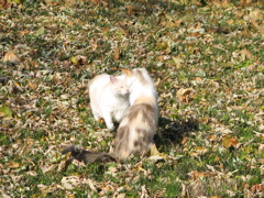 IMG_4566.JPG