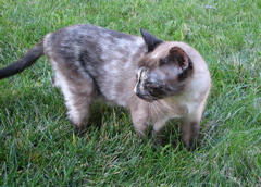 Simon - 2