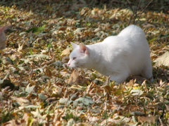 Casper - 10