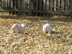 Wyatt & Casper